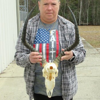 10" African Impala Skull with 22" Horns 