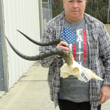 10" African Impala Skull with 22" Horns 