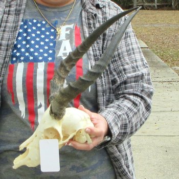 8" African Impala Skull with 15" Horns 