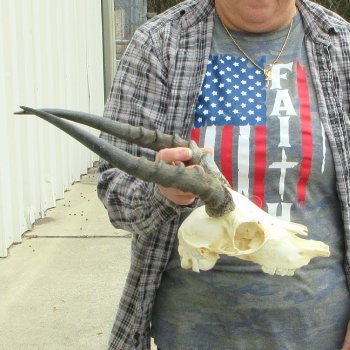 8" African Impala Skull with 15" Horns 