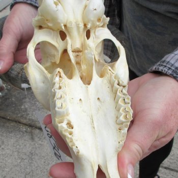 8" African Impala Skull with 15" Horns 