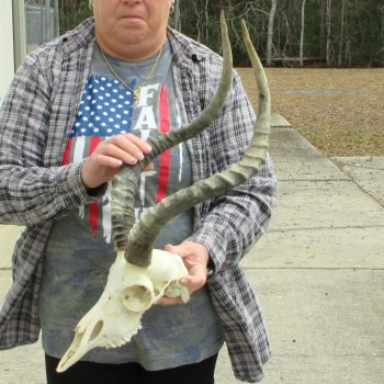 10" African Impala Skull with 21" Horns 