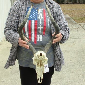 10" African Impala Skull with 21" Horns 