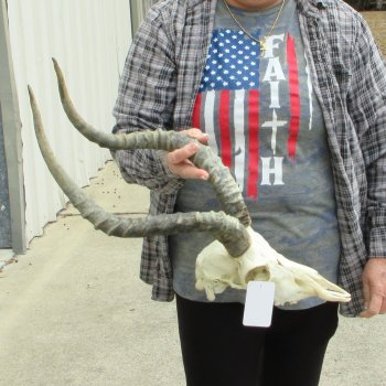10" African Impala Skull with 21" Horns 