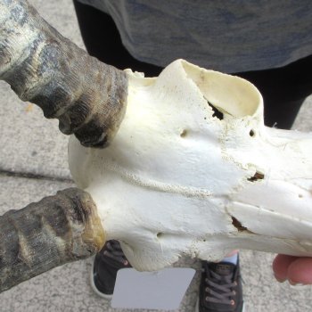 10" African Impala Skull with 21" Horns 