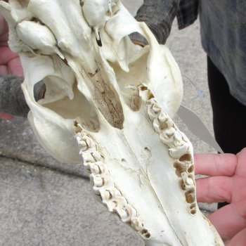 10" African Impala Skull with 21" Horns 