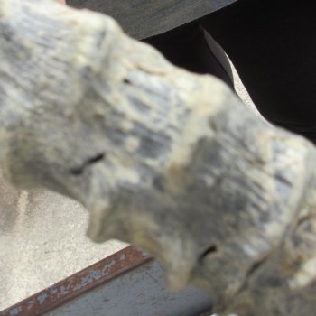 10" African Impala Skull with 21" Horns 