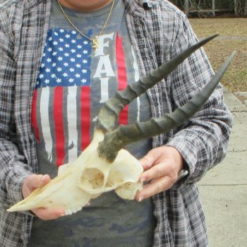 9" African Impala Skull with 13" Horns 