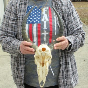 9" African Impala Skull with 13" Horns 