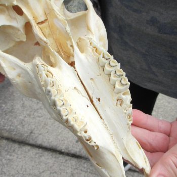 9" African Impala Skull with 13" Horns 