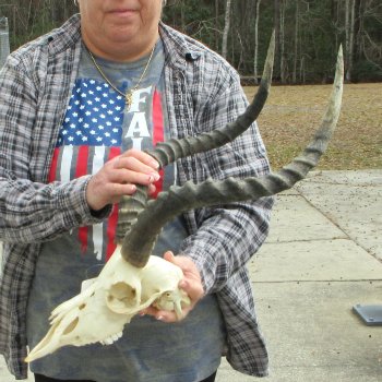 10" African Impala Skull with 20" Horns 