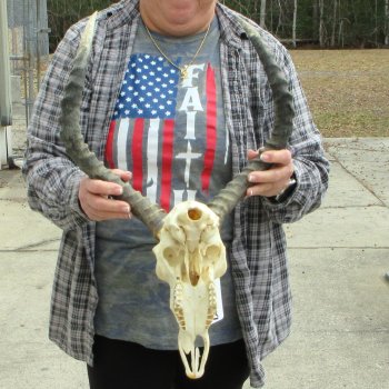 10" African Impala Skull with 20" Horns 