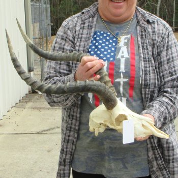 10" African Impala Skull with 20" Horns 