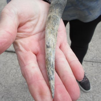 10" African Impala Skull with 20" Horns 