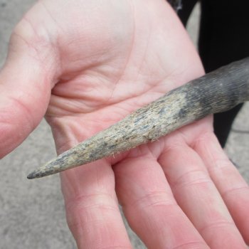 10" African Impala Skull with 20" Horns 