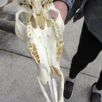 10" African Impala Skull with 20" Horns 