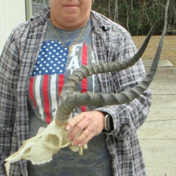 10" African Impala Skull with 20" Horns 
