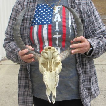 10" African Impala Skull with 20" Horns 