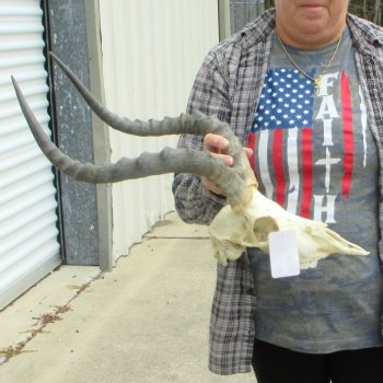 10" African Impala Skull with 20" Horns 