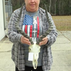 10" African Impala Skull with 20" Horns 