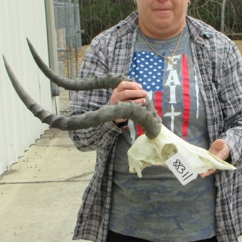 10" African Impala Skull with 20" Horns 