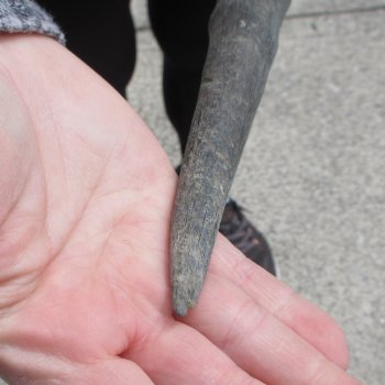 10" African Impala Skull with 20" Horns 