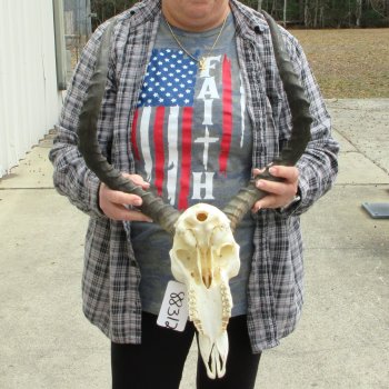 10" African Impala Skull with 23" Horns 
