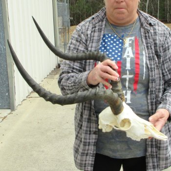 10" African Impala Skull with 23" Horns 