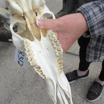 10" African Impala Skull with 23" Horns 