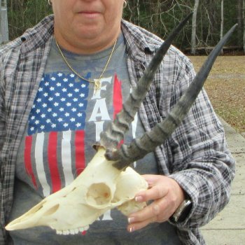 10" African Impala Skull with 13" Horns 