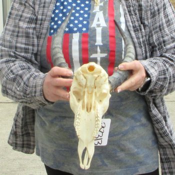 10" African Impala Skull with 13" Horns 