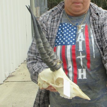 10" African Impala Skull with 13" Horns 
