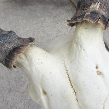 10" African Impala Skull with 13" Horns 