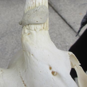 10" African Impala Skull with 13" Horns 