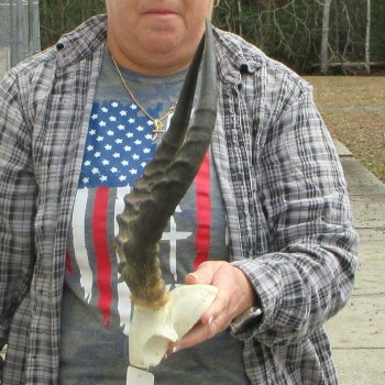 B-Grade 15" Impala Skull Plate and Horns 