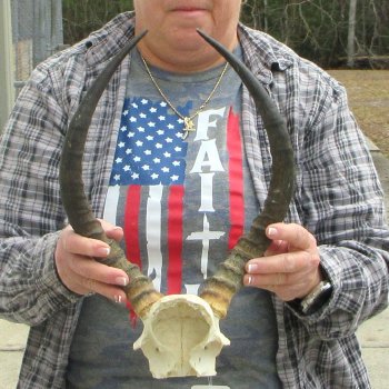 B-Grade 15" Impala Skull Plate and Horns 