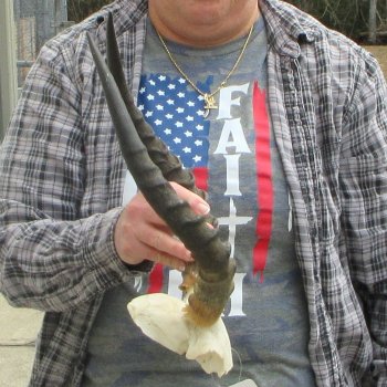 B-Grade 15" Impala Skull Plate and Horns 