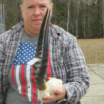 B-Grade 15" Impala Skull Plate and Horns 