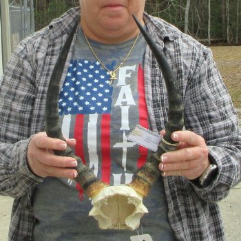 B-Grade 15" Impala Skull Plate and Horns 