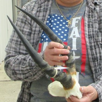 B-Grade 15" Impala Skull Plate and Horns 