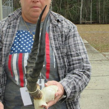 B-Grade 17" Impala Skull Plate and Horns 