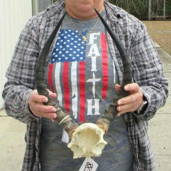 B-Grade 17" Impala Skull Plate and Horns 