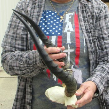 B-Grade 17" Impala Skull Plate and Horns 