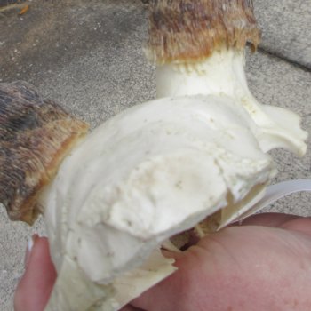 B-Grade 17" Impala Skull Plate and Horns 