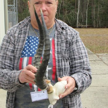 B-Grade 18" Impala Skull Plate and Horns 