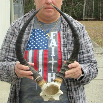 B-Grade 18" Impala Skull Plate and Horns 