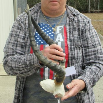 B-Grade 18" Impala Skull Plate and Horns 