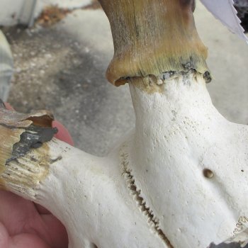 B-Grade 18" Impala Skull Plate and Horns 