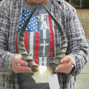 B-Grade 14" Impala Skull Plate and Horns 