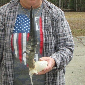 B-Grade 14" Impala Skull Plate and Horns 